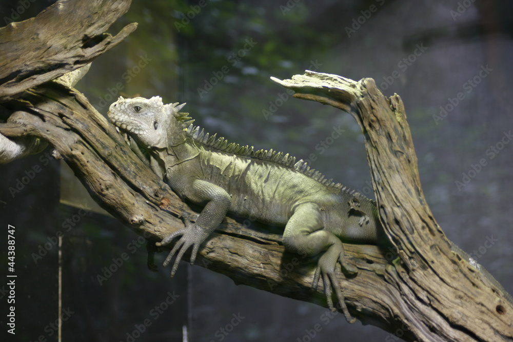 Iguana Iguana