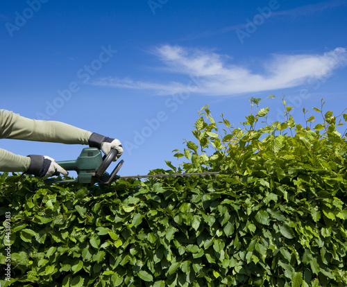 Hecke Schneiden
