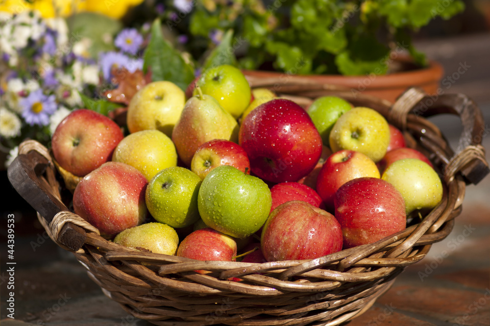 Korb mit frischen Äpfeln nach der Ernte Korb mit frischen Äpfeln nach der Ernte