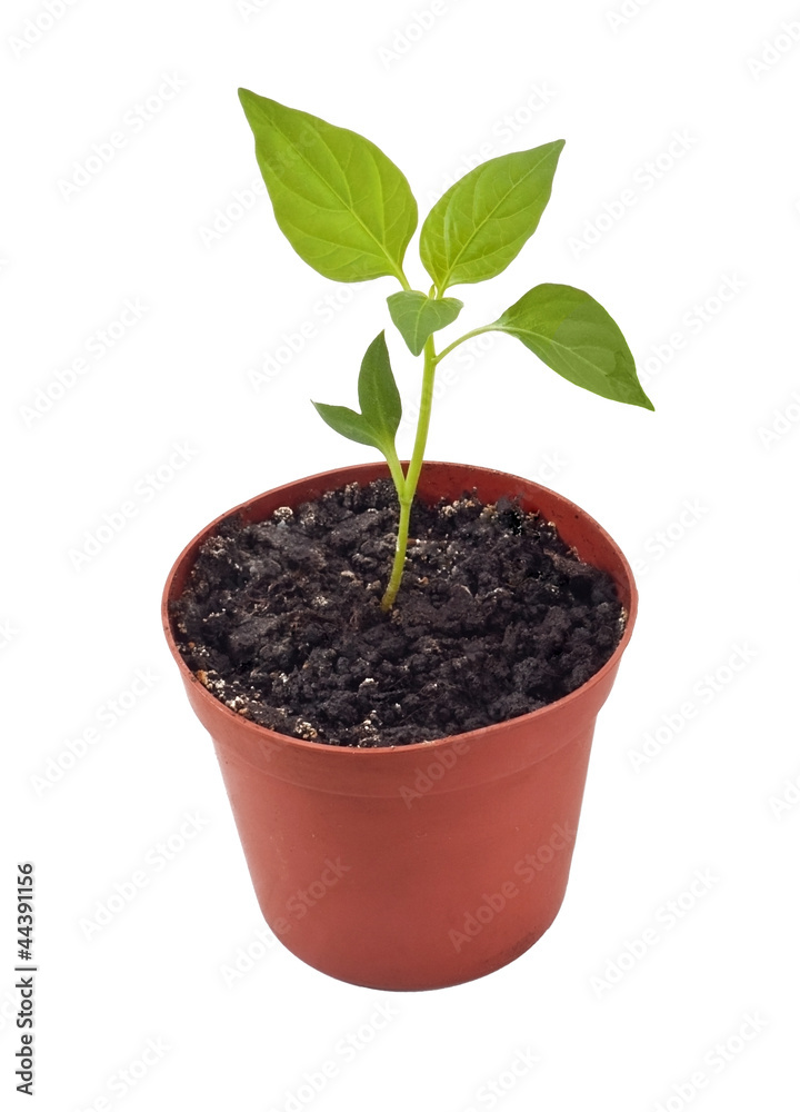 Plant in soil Plant in soil
