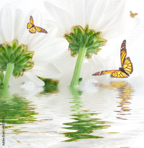White flowers, field camomiles with green leaves