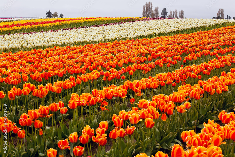 Red Orange Tulips Flowers Field Skagit Washington