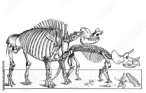 Prehistory : Skeletons - 19th century © Erica Guilane-Nachez