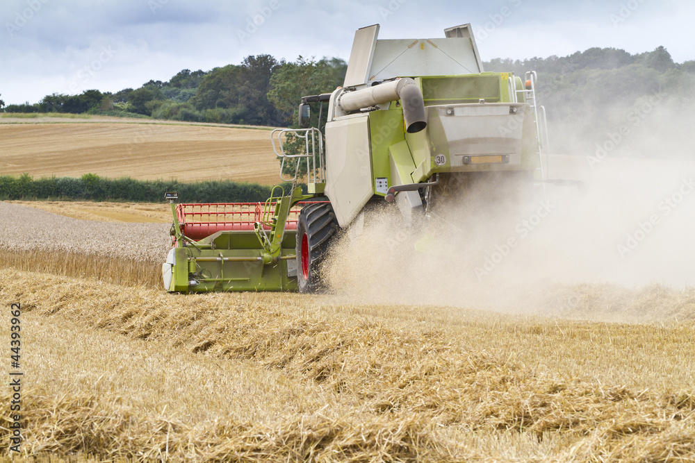 Fototapeta premium Combine harvester cutting cereal