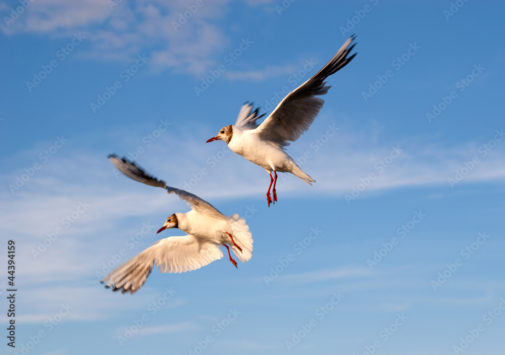 Obraz premium Gulls in the light of the setting sun