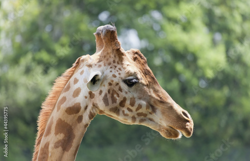Giraffe Portrait © amelie