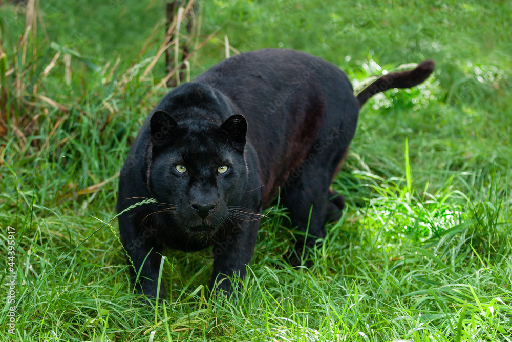 Black Leopard Hunting in the Long Grass