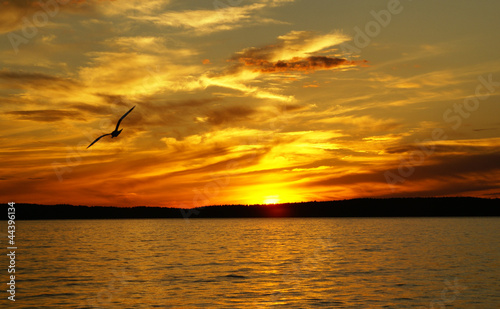 Sunset on a lake and the gull