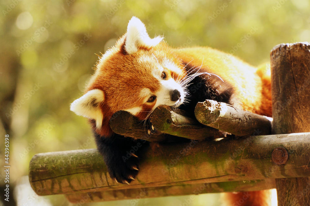 Fototapeta premium panda roux