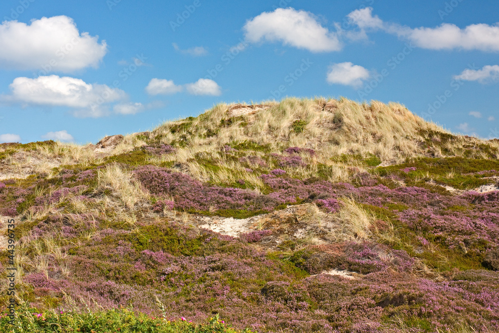 Dünen bei Kampen auf Sylt mit blühender Heide und Krähenbeere