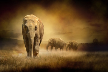 Papier peint photo Éléphant Éléphants au crépuscule en Afrique  © PureSolution