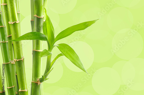 Bamboo background with copy space