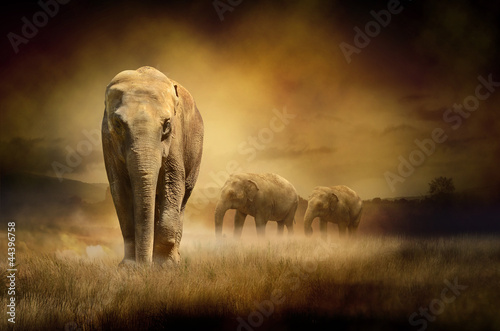 Elephants at sunset #44396758
