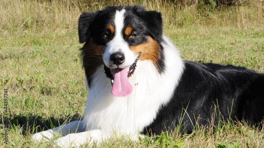 Australian Shepherd Dog