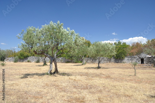 Alter Olivenbaum vor einer Steinmauer