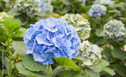 Blue flowering Hydrangeas in a Dutch Hydrangea nursery