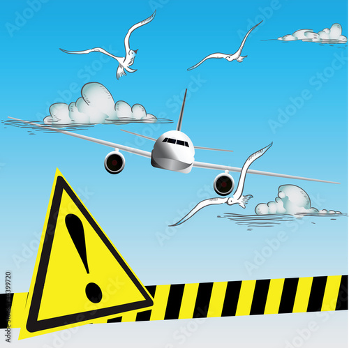 Birds at the airport