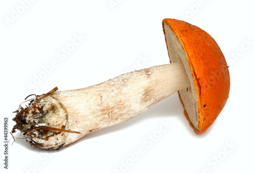 red cap mushroom