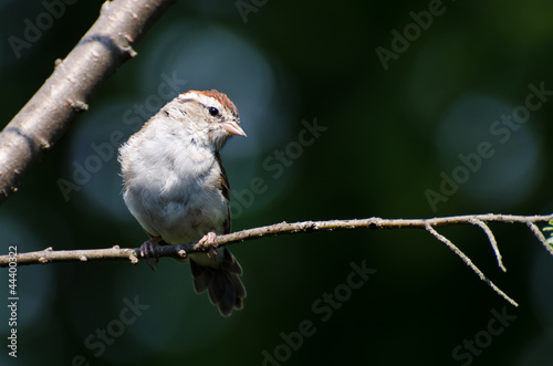 Chipping Sparrow Perched in a Tree