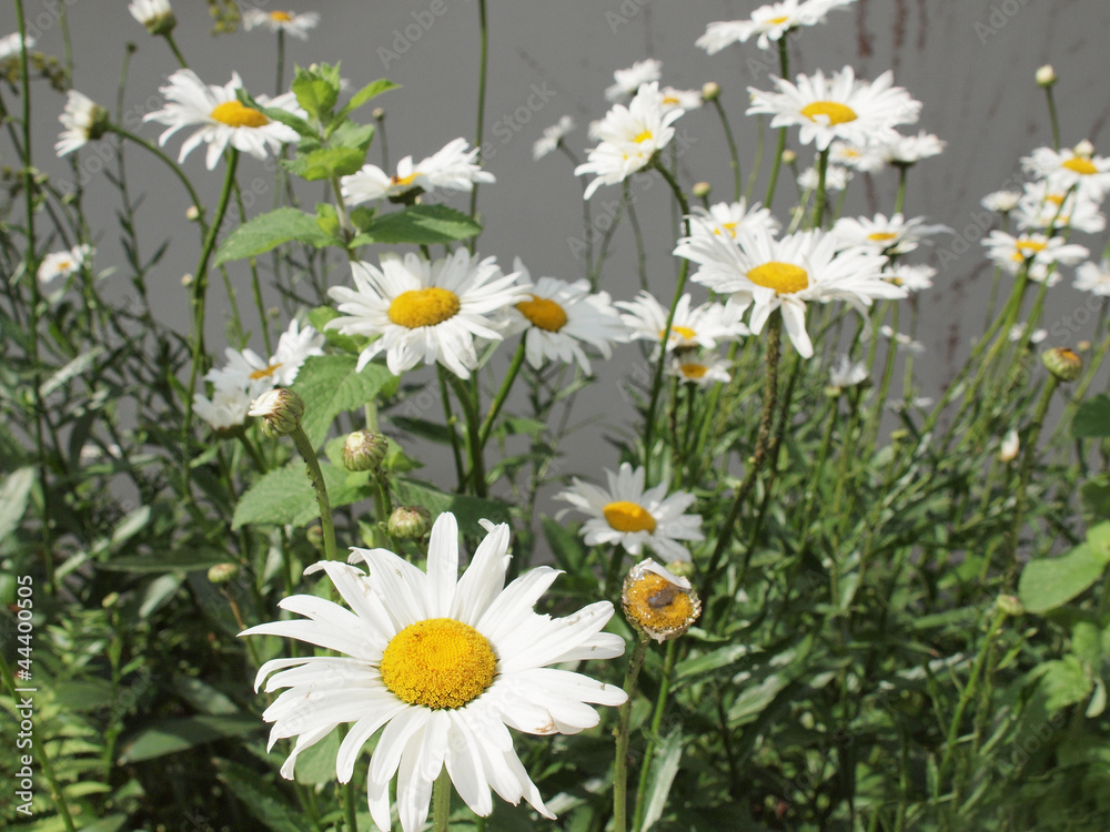 Fototapeta premium Daisy flower