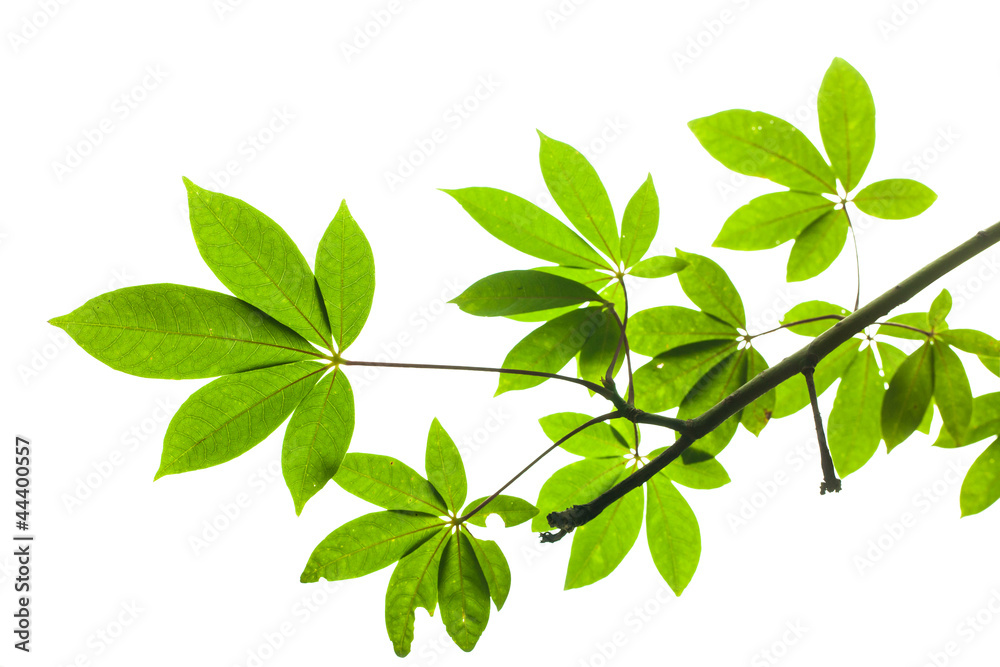 Isolated green leaf on white background with clipping path Isolated green leaf on white background with clipping path