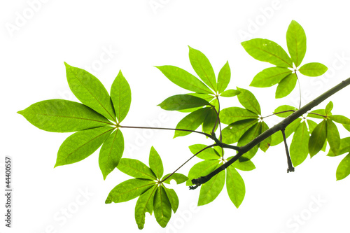 Isolated green leaf on white background with clipping path
