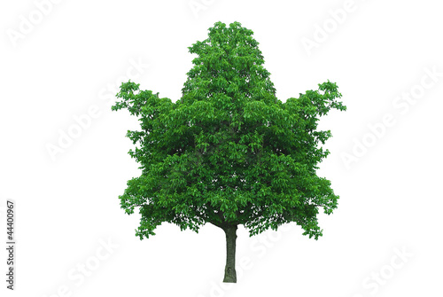 maple leaf shape tree
