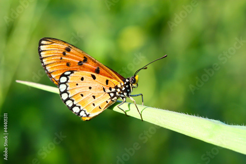 A butterfly resting on  leaf. © bajita111122