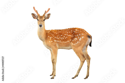 sika deer isolated on white background photo