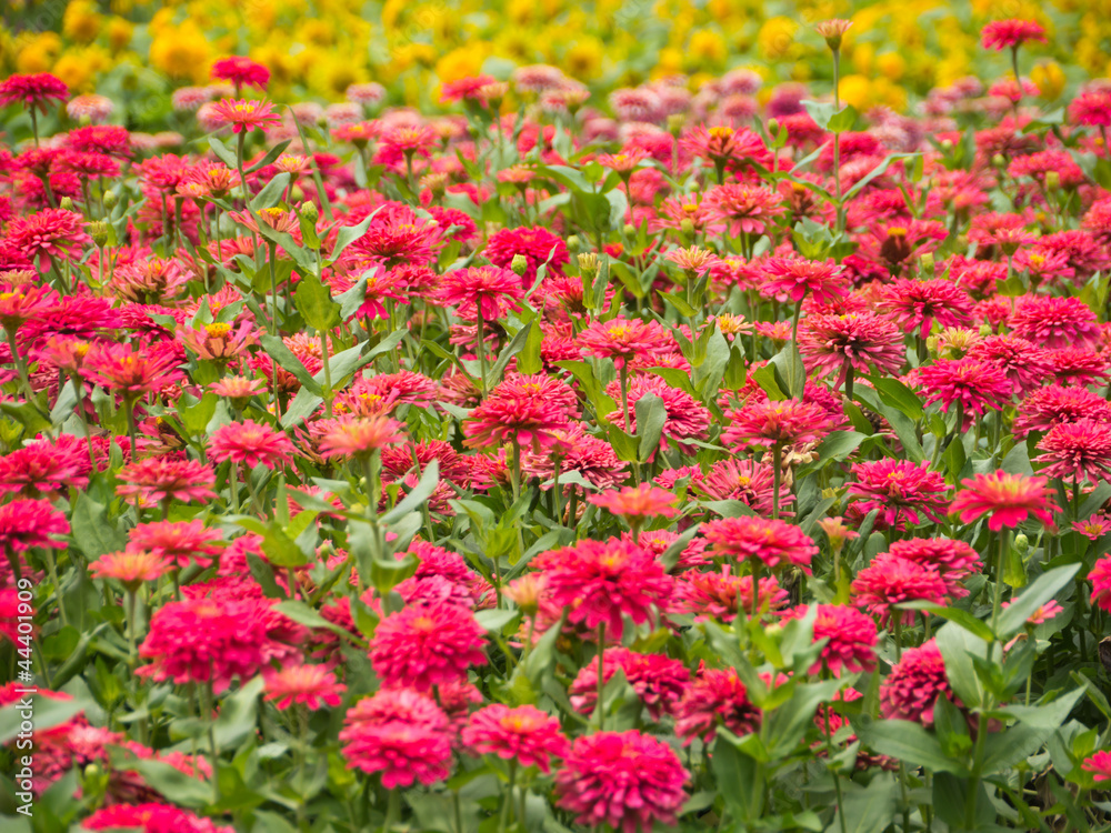 Flowers garden