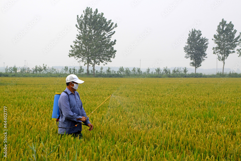 spraying pesticide farmers in the rice cropland