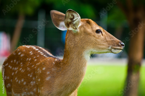 Sika Deer