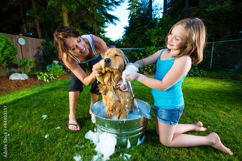 Giving the dog a bath outside Stock Photo Adobe Stock