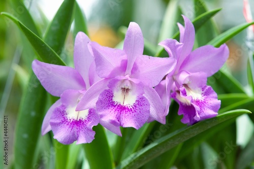 Beautiful orchid