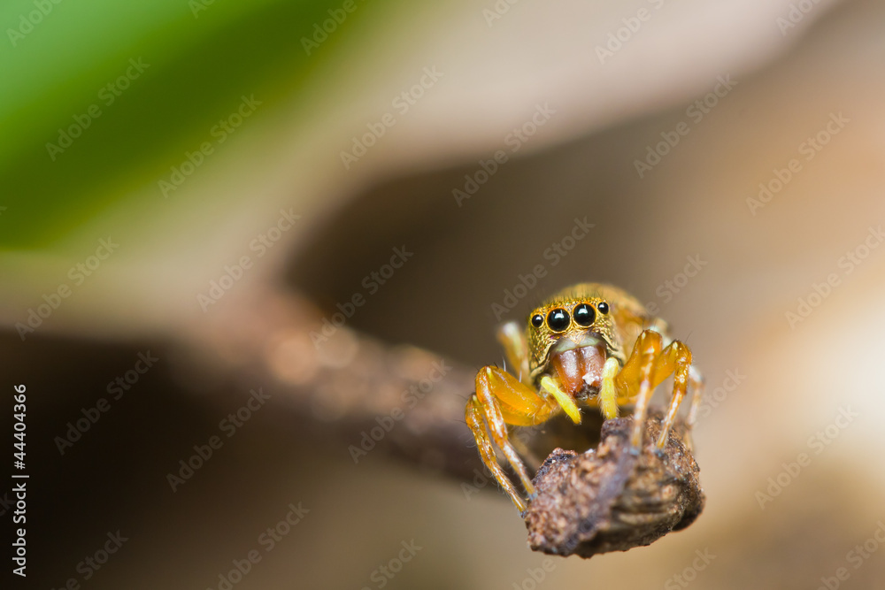 close up of Jumper spider