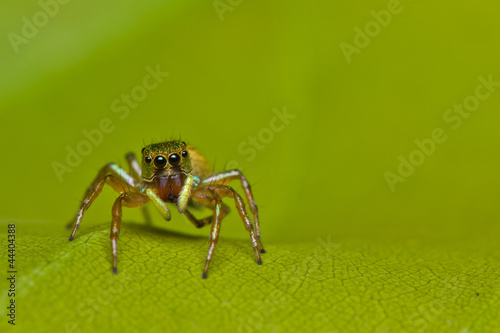 close up of Jumper spider