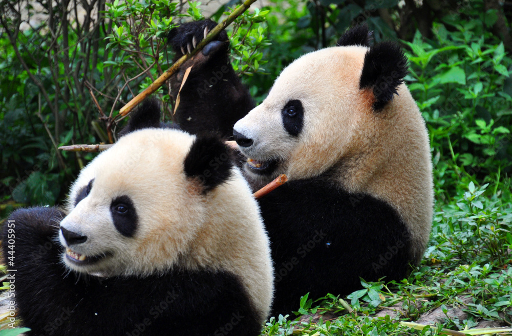 Obraz premium panda pair
