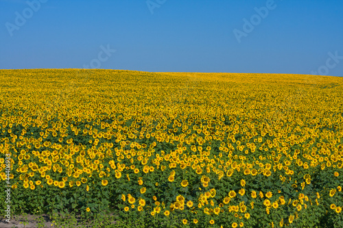 Sunflower field over blue sky