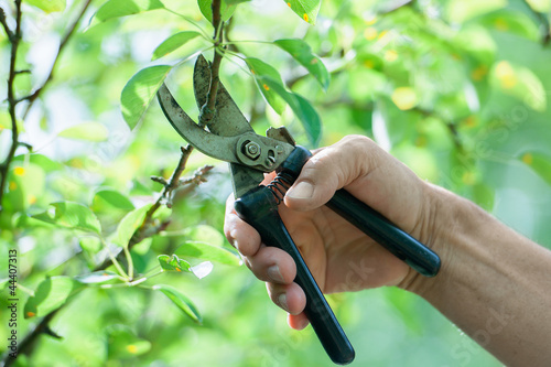Pruning of trees with secateurs