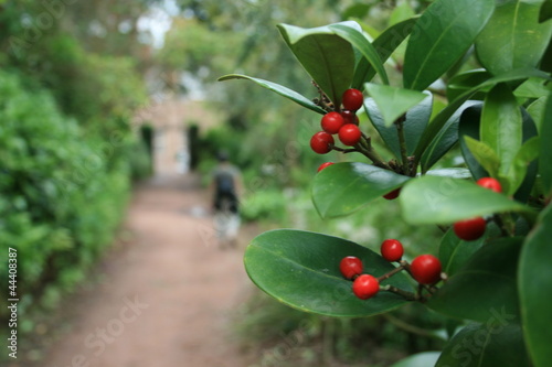 Secret Garden