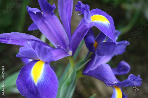 Exotice Purple Plant
