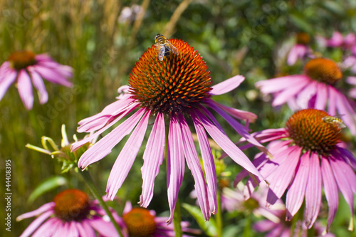 Flower in Full Bloom