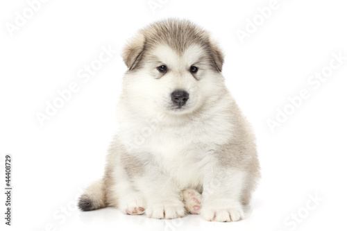 Portrait of malamute puppy