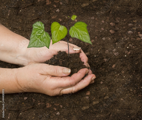 Planting a seedling