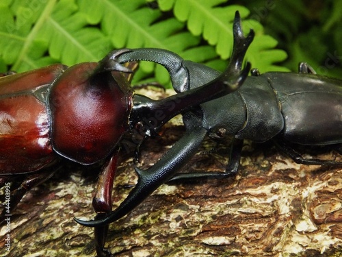 森での日本カブトムシvsマンディブラリスフタマタクワガタの戦い Stock Photo Adobe Stock