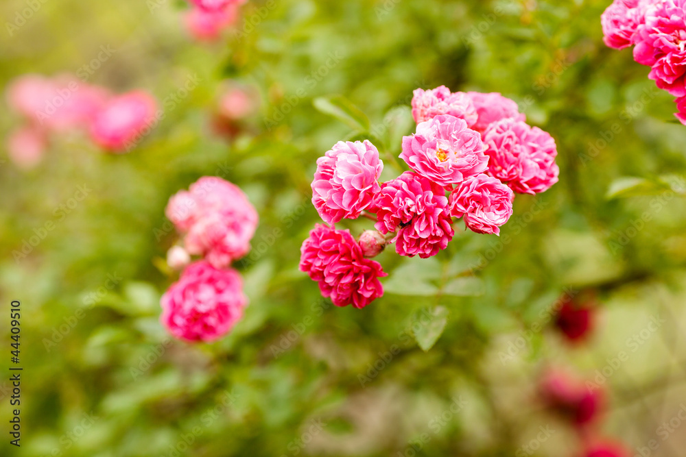 Wild pink rose Wild pink rose