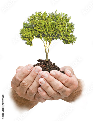 tree in hands