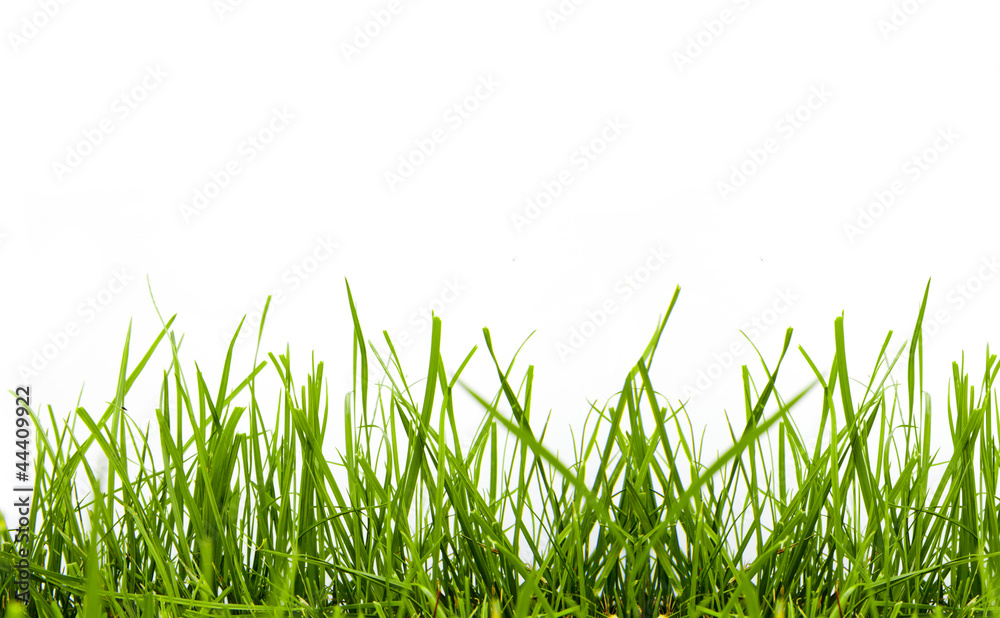 grass grass