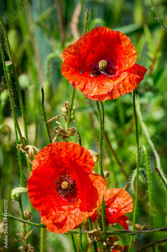 Fototapeta Naklejka Na Ścianę i Meble -  Poppy flowers