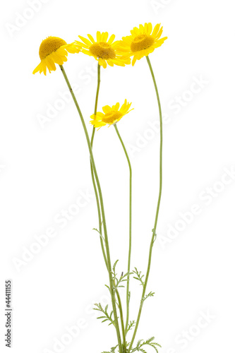 yellow chamomile